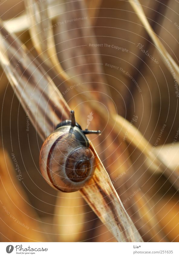 Snail looks out of the snail shell Environment Nature Grass Animal Crumpet 1 Sit Curiosity Cute Brown Yellow Gold Small Camouflage Hide Custom-made Orientation