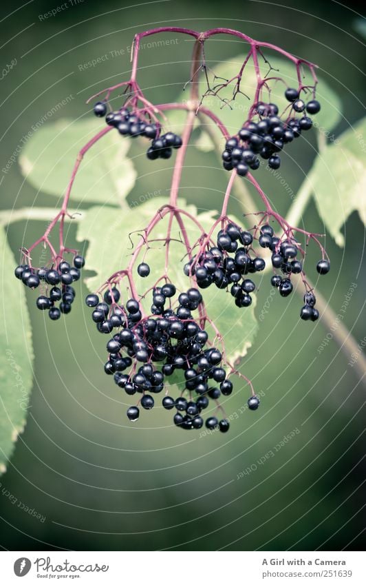 and then eaten Nature Plant Autumn Bushes Leaf Agricultural crop Wild plant Elder Elderberry Hang Carrying Simple Healthy Glittering Green Black Fruit