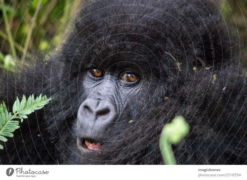 Mountain gorilla in Rwanda Wild animal 1 Animal Adventure mountain gorilla beringei beringei rwanda virunga national park ape africa primate Endangered species