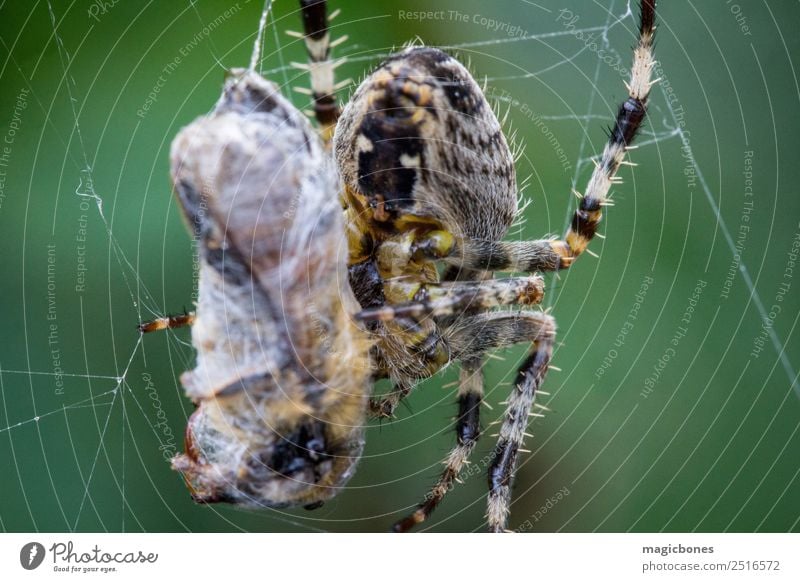 Common garden spider (Araneus diadematus) eating a wasp Animal arachnid background Bee Brown Bug Close Close-up Colour Garden Green Insect macro Natural Nature