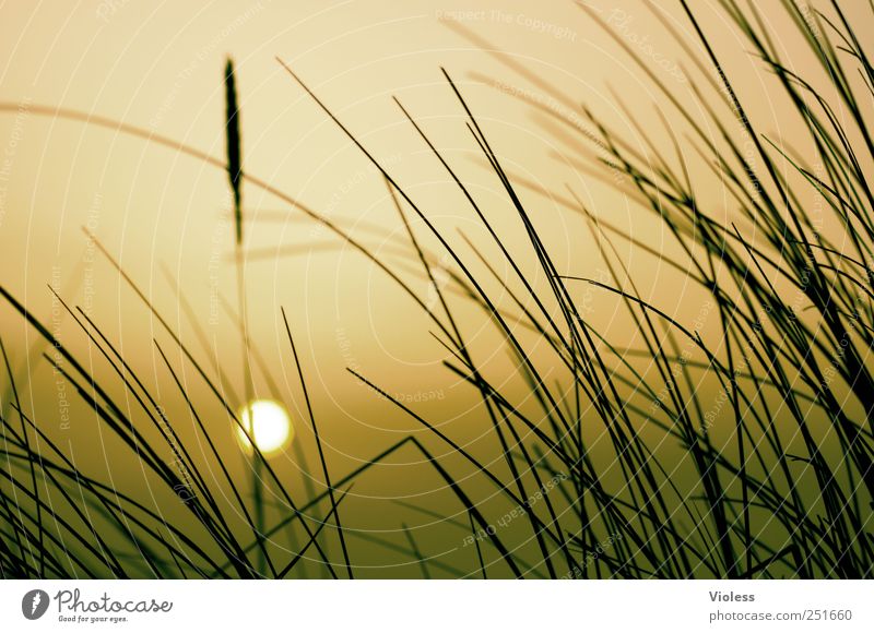 Spiekeroog. ...sunset. Nature Plant North Sea Relaxation To enjoy Romance Marram grass Sun Orange Colour photo Exterior shot Evening Sunrise Sunset