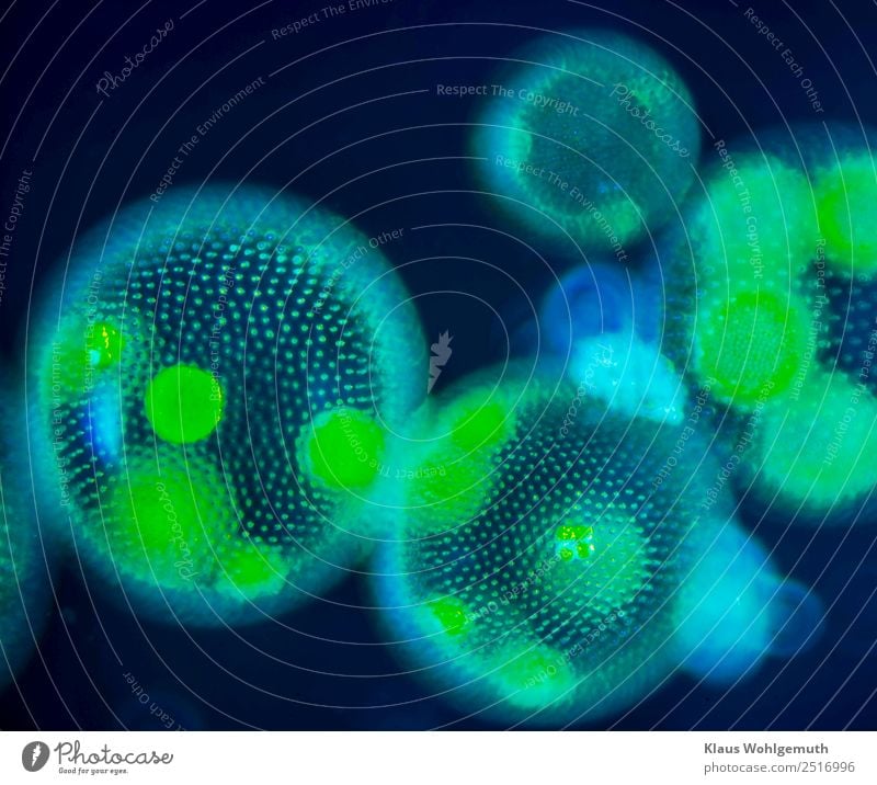 microcosm 2 Work of art Nature Plant Water Drops of water Summer Foliage plant Algae Volvox spherical algae Pond Swimming & Bathing Blue Yellow Green Black