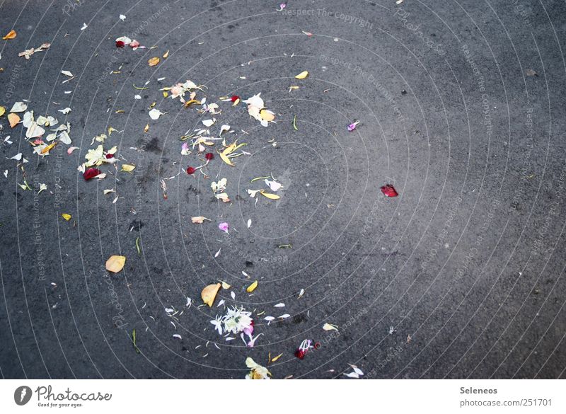 The flower child ran away. Feasts & Celebrations Valentine's Day Environment Nature Plant Flower Blossom Street Stone Concrete Happiness Colour photo