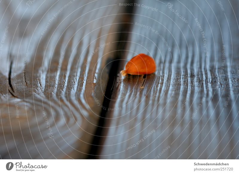 it will be autumn Plant Autumn Tree Brown Gold Gray Colour photo Exterior shot Close-up Detail Copy Space top Copy Space bottom Day Blur Central perspective