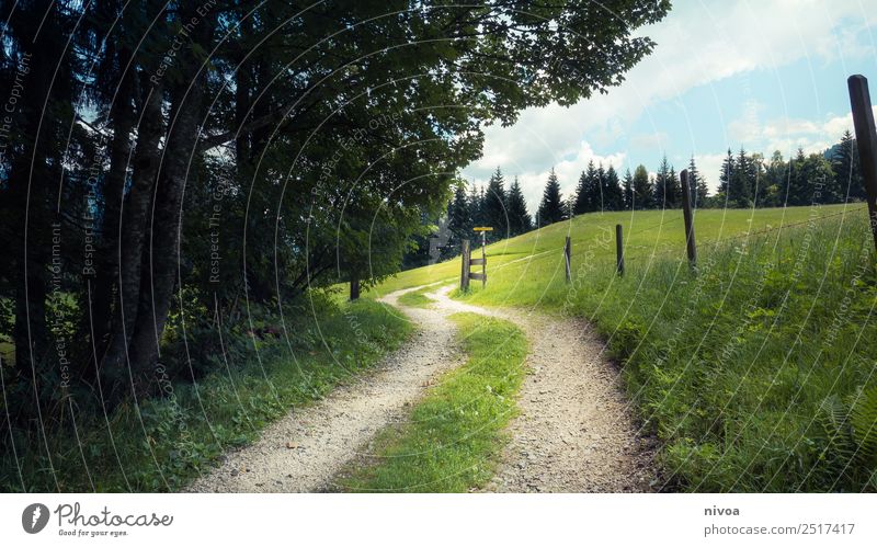 Hiking trail St. Johann in Tirol Trip Summer Environment Nature Landscape Plant Earth Sky Beautiful weather Tree Grass Meadow Mountain St. John Austria Town