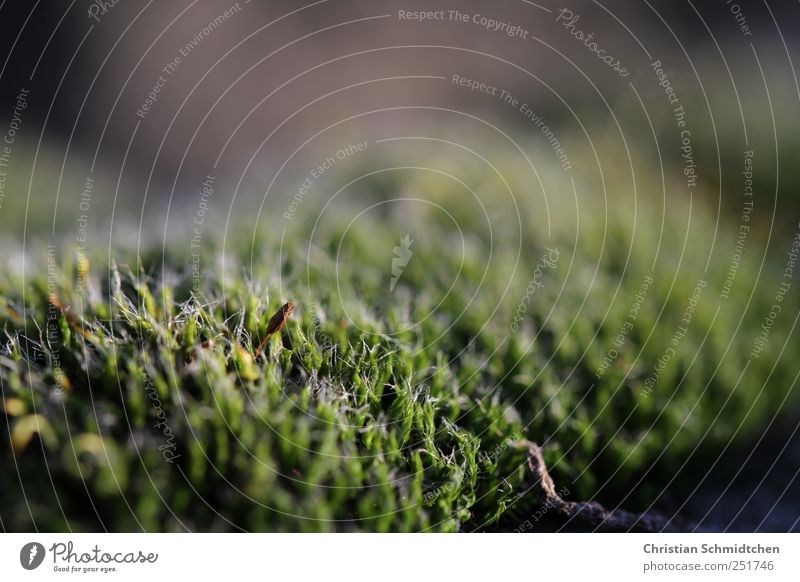 moss Nature Plant Animal Autumn Moss Wild Soft Green Colour photo Exterior shot Twilight Blur Shallow depth of field