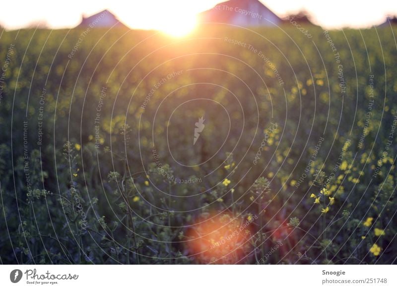 solar reflection Environment Nature Cloudless sky Sun Sunrise Sunset Spring Beautiful weather Plant Foliage plant Agricultural crop Field Authentic Yellow Green