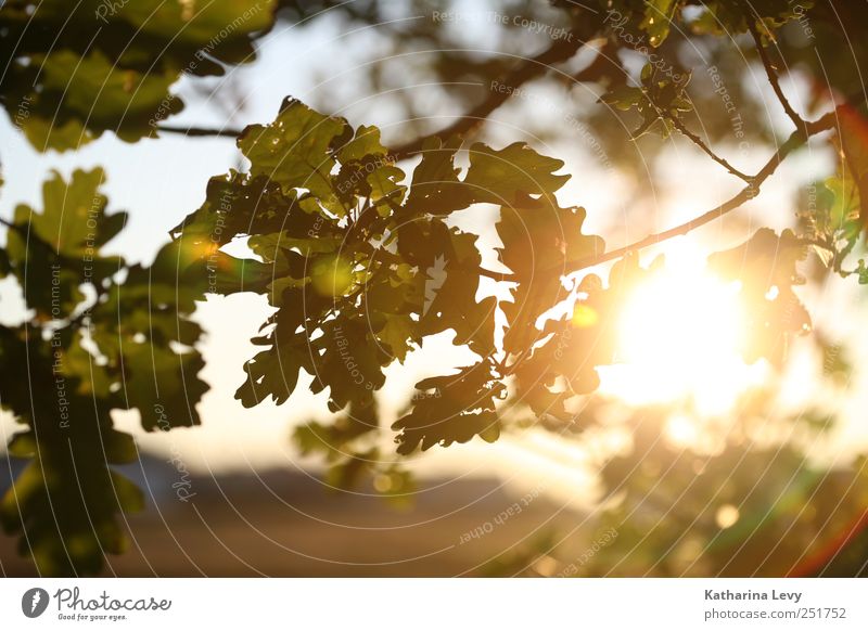 Golden October Environment Nature Sun Autumn Beautiful weather Tree Leaf Park Breathe Looking Dream Authentic Far-off places Infinity Bright Natural Yellow