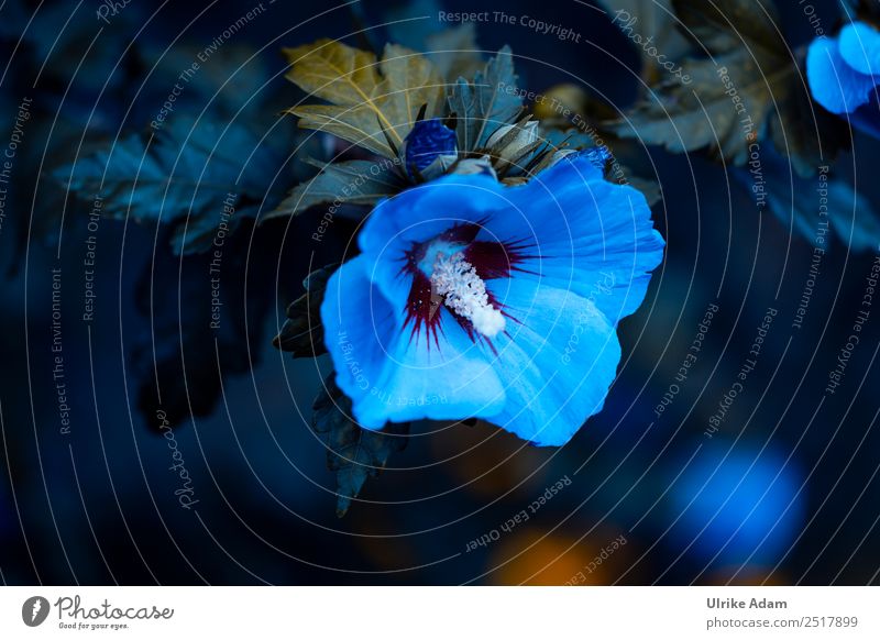 Blue hibiscus (Hibiscus) Tea Elegant Design Alternative medicine Decoration Wallpaper mourning card Funeral service Nature Plant Summer Autumn Flower Blossom