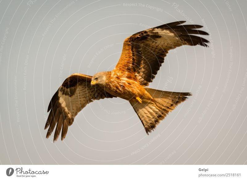 Awesome bird of prey in flight Nature Animal Sky Bird Wing Flying Speed Wild Blue Gold White wildlife raptor predator kite Story sunny Feather Prey Red kite