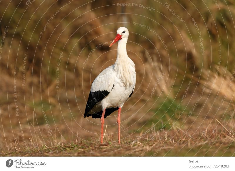 Elegant white stork walking in the field Beautiful Freedom Couple Adults Nature Animal Wind Flower Grass Bird Flying Long Wild Blue Green Red Black White Colour