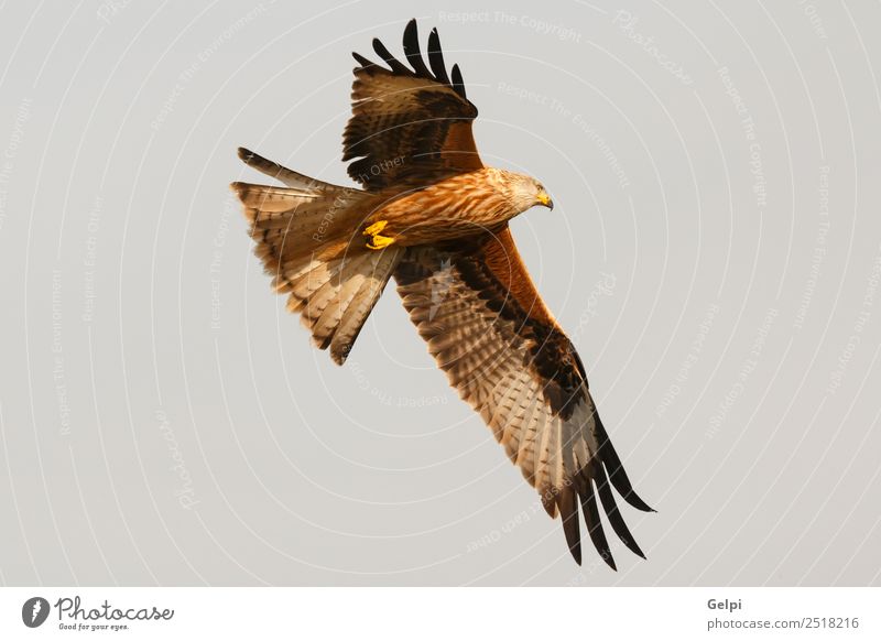 Awesome bird of prey in flight Nature Animal Sky Bird Wing Flying Speed Wild Blue Gold White wildlife raptor predator kite Story sunny Feather Prey Red kite