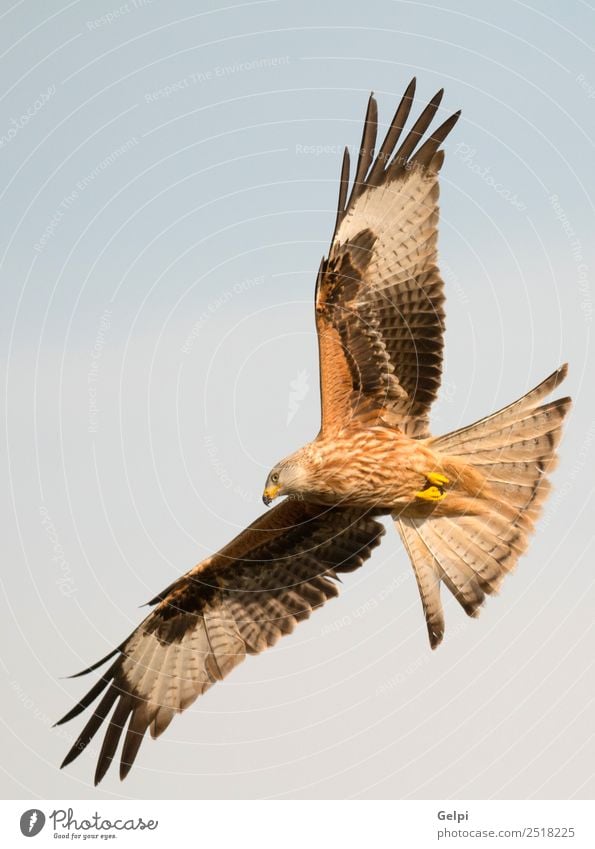 Awesome bird of prey in flight Nature Animal Sky Bird Wing Flying Speed Wild Blue Gold White wildlife raptor predator kite Story sunny Feather Prey Red kite