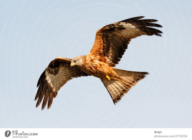 Awesome bird of prey in flight Nature Animal Sky Bird Wing Flying Speed Wild Blue Gold White wildlife raptor predator kite Story sunny Feather Prey Red kite