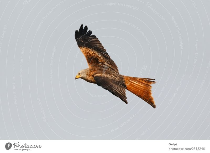 Awesome bird of prey in flight Nature Animal Sky Bird Wing Flying Speed Wild Blue Gold White wildlife raptor predator kite Story sunny Feather Prey Red kite