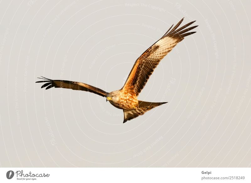 Awesome bird of prey in flight Nature Animal Sky Bird Wing Flying Speed Wild Blue Gold White wildlife raptor predator kite Story sunny Feather Prey Red kite