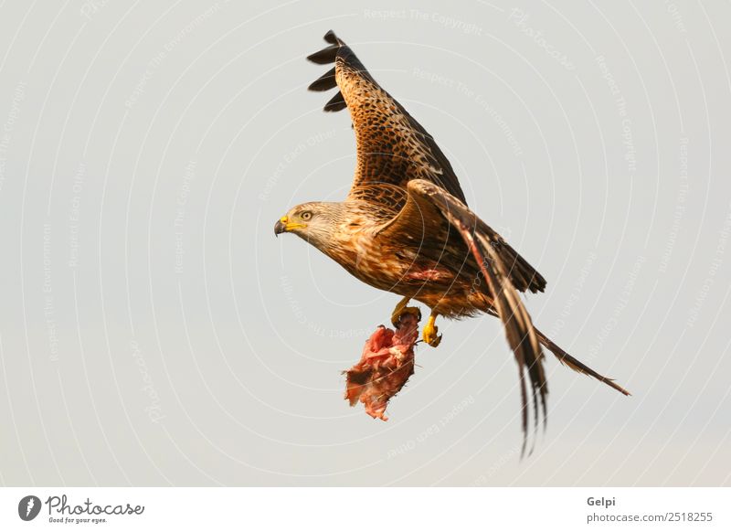 Awesome bird of prey in flight Nature Animal Sky Bird Wing Flying Speed Wild Blue Gold White wildlife raptor predator kite Story sunny Feather Prey Red kite