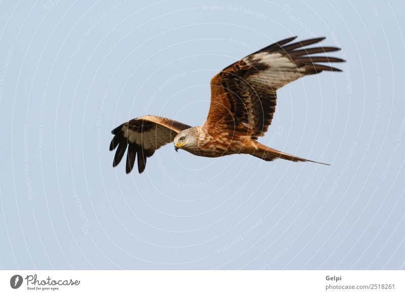 Awesome bird of prey in flight Nature Animal Sky Bird Wing Flying Speed Wild Blue Gold White wildlife raptor predator kite Story sunny Feather Prey Red kite