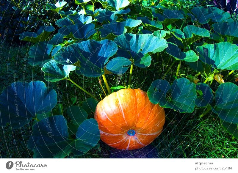 Pumpkin in the green Leaf Maturing time Vegetable Garden Nature Growth