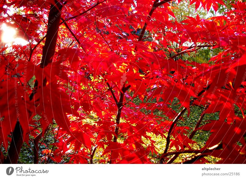 red maple Tree Maple tree Red Back-light Nature Garden