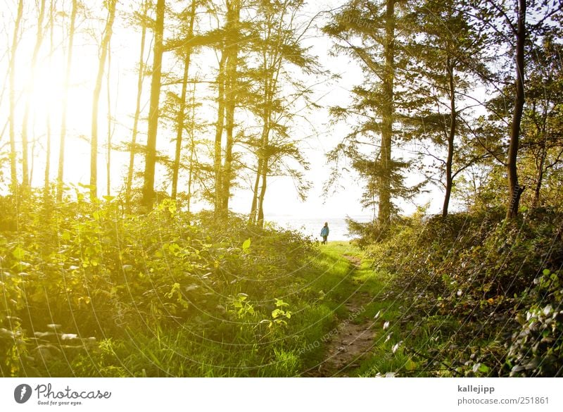 A little man stands in the forest Vacation & Travel Tourism Trip Adventure Far-off places Freedom Expedition Summer Sun Hiking 1 Human being Environment Nature