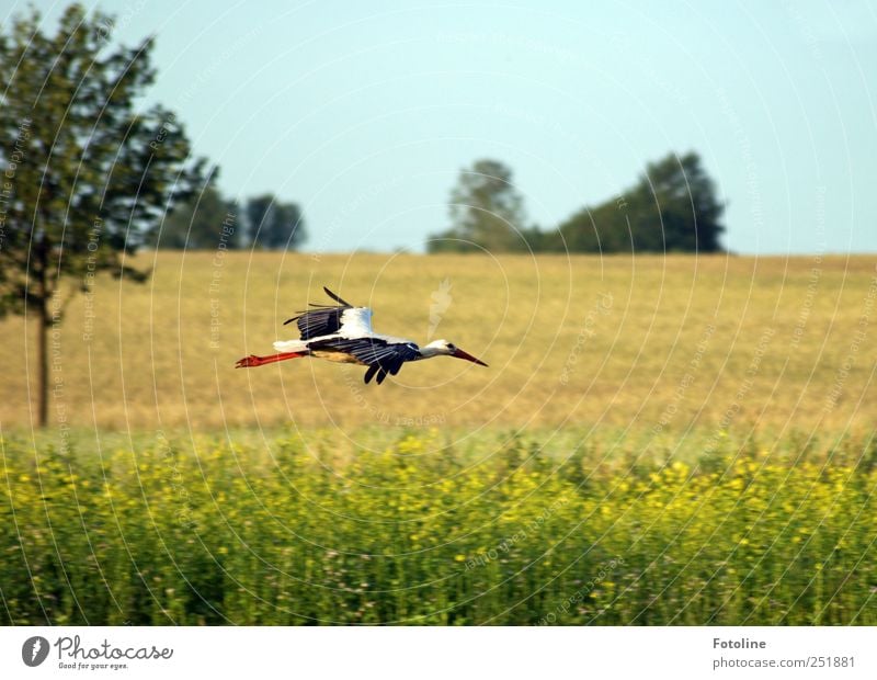 landing approach Plant Animal Elements Air Summer Tree Field Wild animal Bird Wing Bright Natural Stork Beak Flying Airplane landing Colour photo Multicoloured