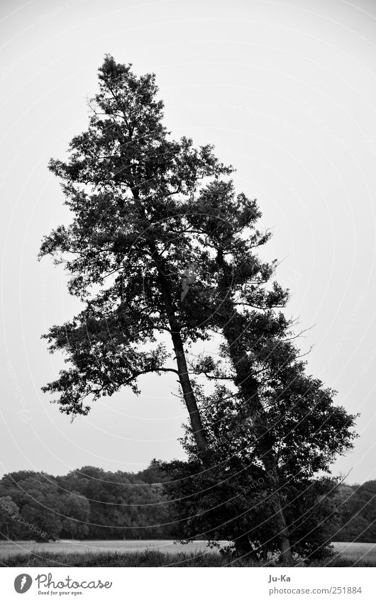 Together. Environment Nature Landscape Sky Tree Flower Grass Bushes Meadow Field Forest Exceptional Natural Black White Bravery Power Willpower Safety