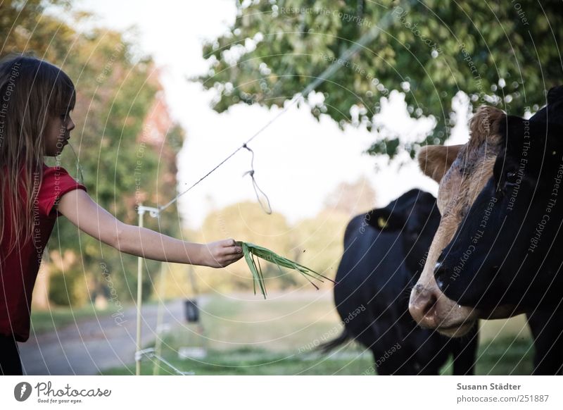 [CHAMANSÜLZ 2011] share Child Infancy Animal Farm animal Wild animal Cow Animal face Group of animals Pack Feeding Love of animals Loyalty Altruism Humanity