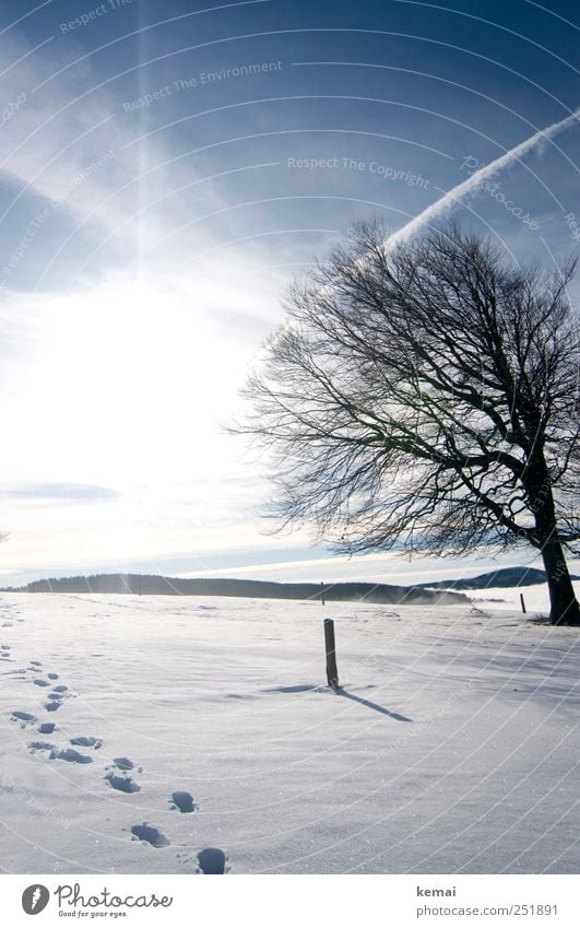 Tracks in the snow Environment Nature Landscape Plant Sky Clouds Sun Sunlight Winter Beautiful weather Ice Frost Snow Tree Beech tree Hill Bright Cold Blue