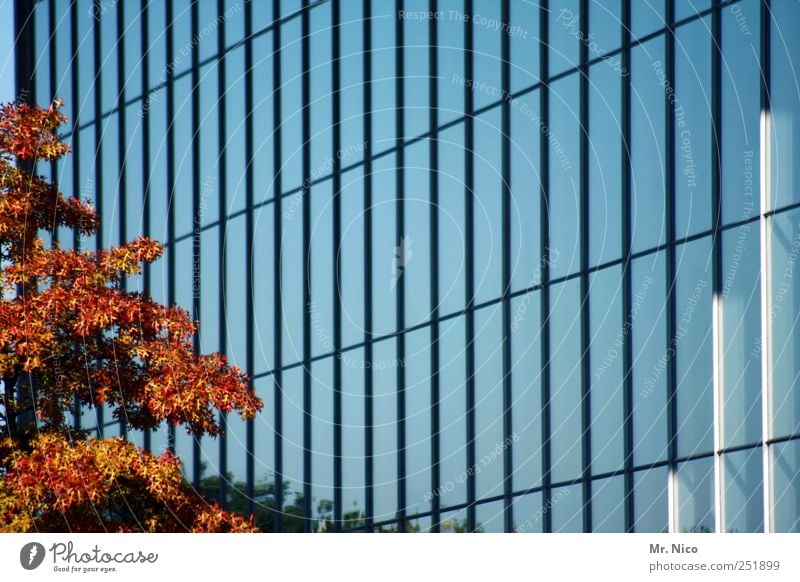 tree house Environment Beautiful weather Tree Downtown High-rise Bank building Manmade structures Building Architecture Facade Living or residing Growth Glass