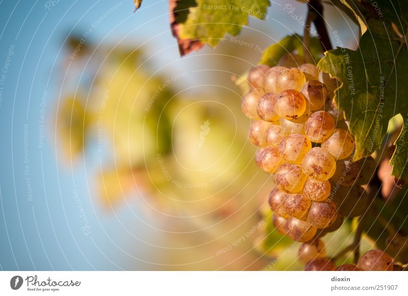 Late Harvest [1] Alcoholic drinks Sparkling wine Prosecco Champagne Grape harvest Agriculture Forestry Sky Cloudless sky Autumn Beautiful weather Plant Leaf