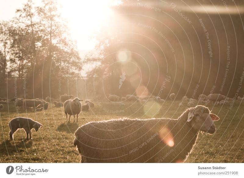 [CHAMANSÜLZ 2011] Good morning, sun! Meadow Field Farm animal Wild animal Group of animals Herd To enjoy Sunrise Lens flare Sheep Flock Lamb's wool Tree Sunbeam