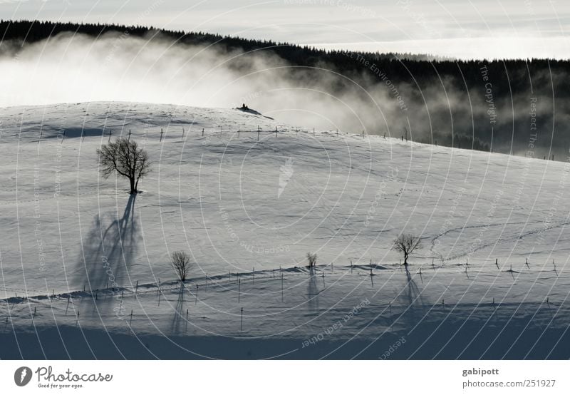 Winter Landscape II Vacation & Travel Tourism Far-off places Snow Winter vacation Mountain Nature Beautiful weather Fog Tree Hill Free Fresh Cold Black White