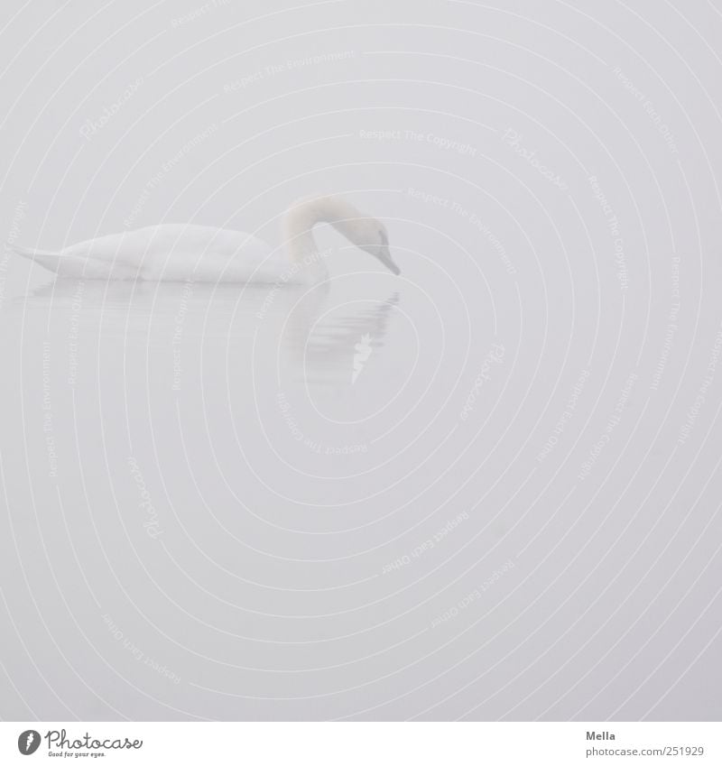 Swan Nebula Environment Nature Animal Water Climate Fog Lake Bird 1 Swimming & Bathing Esthetic Elegant Bright Natural Gloomy Gray White Moody Romance Calm