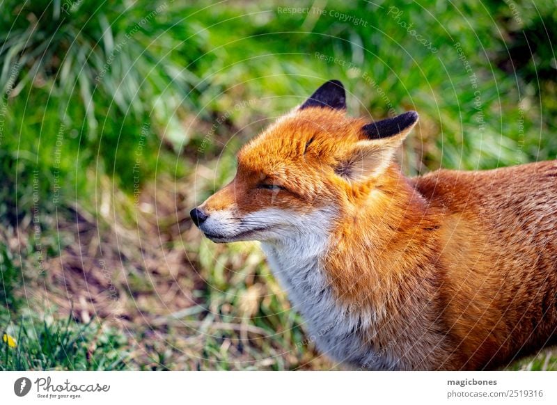 European Red Fox Nature Animal Forest Wild animal Stand alert background British Carnivore England european red fox fauna Mammal Native nocturnal peaceful