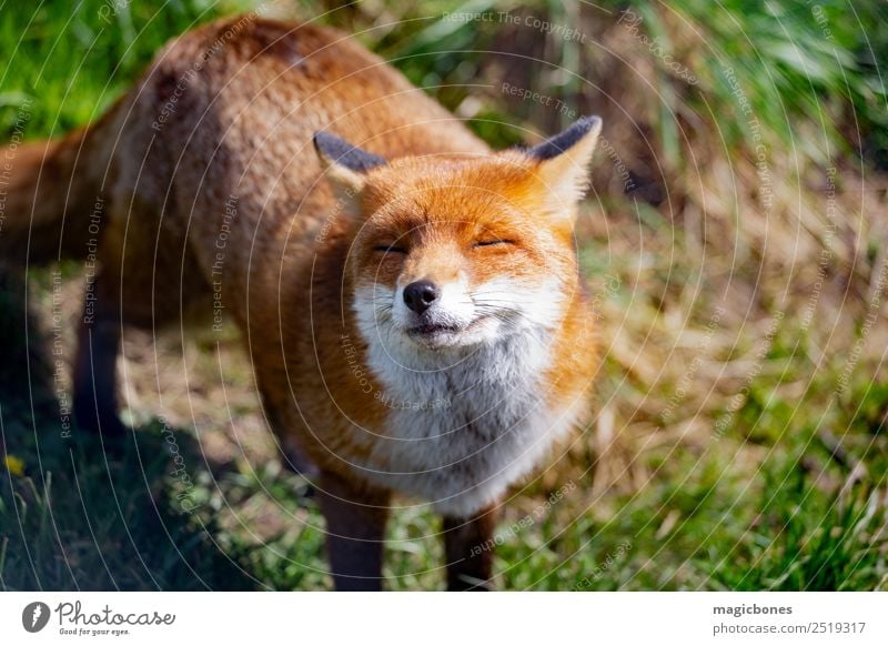 European Red Fox Nature Animal Wild animal Stand alert background British Carnivore England european red fox fauna Mammal Native nocturnal peaceful predator