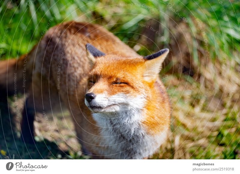 European Red Fox Nature Animal Wild animal 1 Stand alert background British Carnivore England european red fox fauna Mammal Native nocturnal peaceful predator