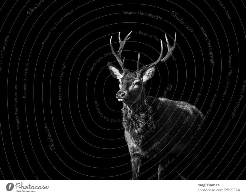 A wild Red Deer stag, Cervus elaphus, isolated on a black background stag deer red deer antlers black and white wild deer richmond park england europe