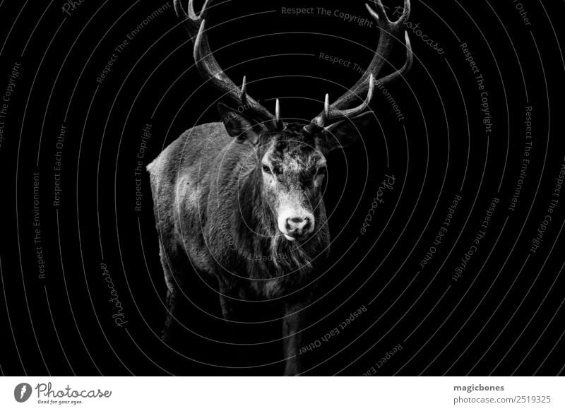 A wild Red Deer stag, Cervus elaphus, isolated on a black background stag deer red deer antlers black and white wild deer richmond park england europe