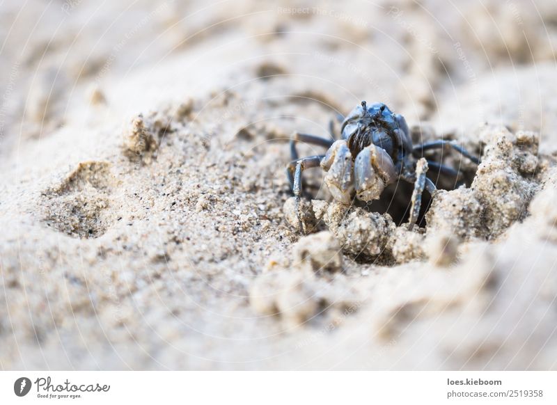 Blue crab at a hole at the white beach Life Relaxation Calm Vacation & Travel Summer Beach Nature Animal Sand Water Coast Ocean Island Exotic Wanderlust