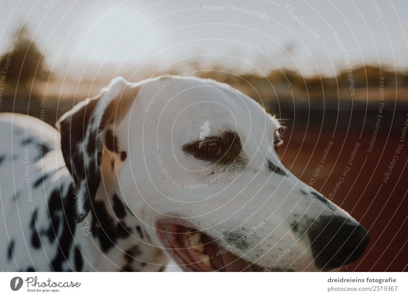 Dalmatian at sunset Sun Sunrise Sunset Sunlight Summer Animal Pet Dog 1 Looking Esthetic Authentic Friendliness Joy Happy Happiness Joie de vivre (Vitality)