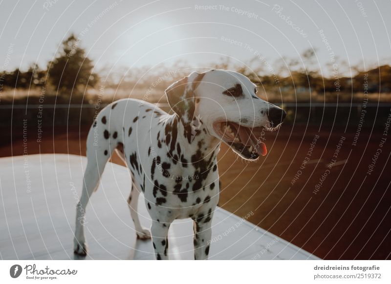 Dalmatian at sunset Sunrise Sunset Sunlight Summer Beautiful weather Animal Pet Dog 1 Stand Wait Esthetic Friendliness Natural Curiosity Cute Interest