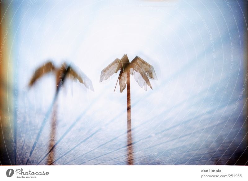 park fiction Plant Palm tree Park St. Pauli Deserted Facade Metal Exceptional Exotic Blue Idyll Surrealism Future Double exposure Analog Lined Blur