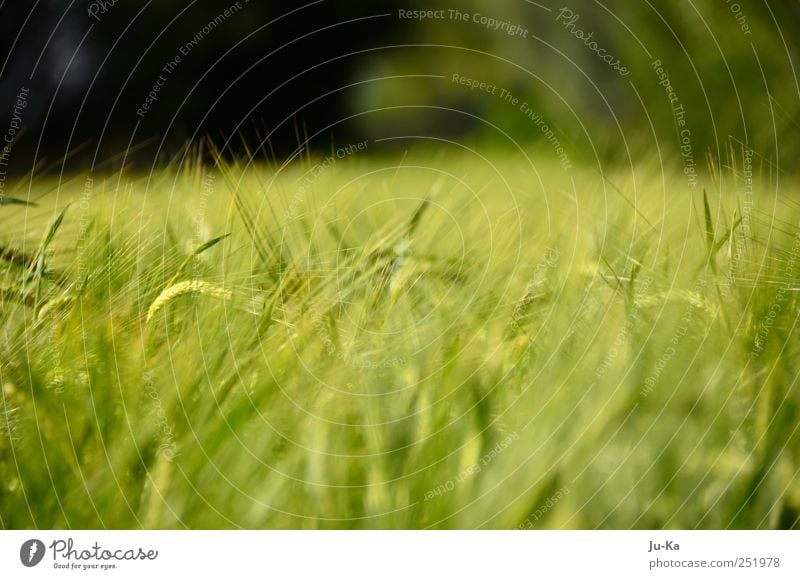 The field now stands in ears of corn Environment Nature Landscape Earth Sun Sunlight Summer Weather Beautiful weather Wind Field Observe Touch