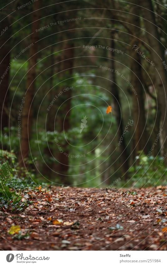 Autumn leaves fall on the forest floor autumn leaf Woodground Automn wood Footpath Autumnal landscape Loneliness Sadness Early fall falling leaves Nostalgia