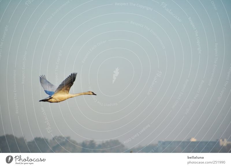 Towards the sun. Environment Nature Landscape Sky Cloudless sky Beautiful weather Fog Animal Wild animal Bird Swan Wing 1 Flying Elegant Fantastic Free Thin