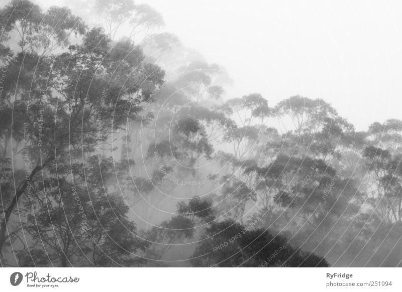 Rainforest in fog Nature Plant Weather Fog Tree Virgin forest Gray Relaxation Black & white photo Exterior shot Deserted Morning Contrast Silhouette