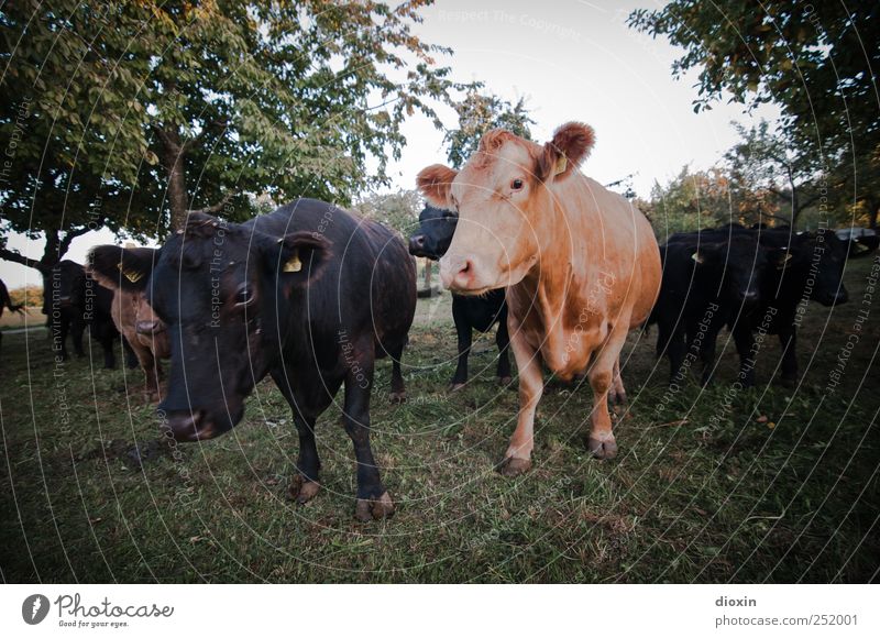 [CHAMANSÜLZ 2011] Cattle Meat Dairy Products Agriculture Forestry Cattle breeding Livestock breeding Tree Grass Pasture Animal Pet Farm animal Cow Pelt Herd