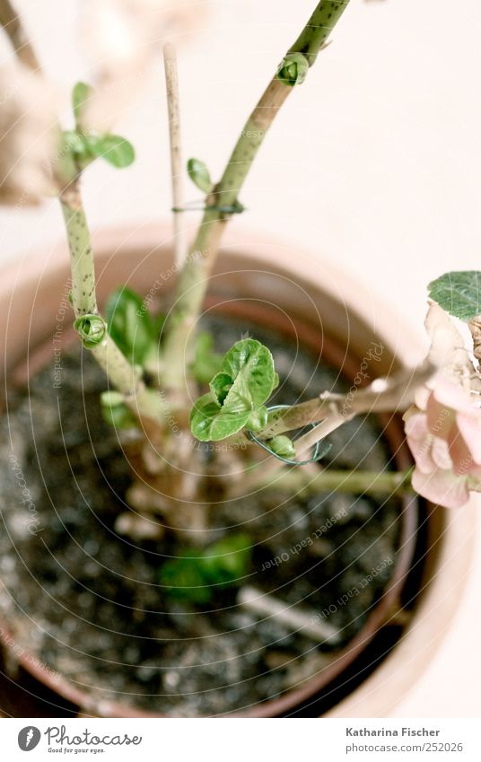 Growth I Nature Plant Flower Leaf Blossom Foliage plant Pot plant Brown Green pass Emerging Colour photo Exterior shot Close-up Detail Macro (Extreme close-up)