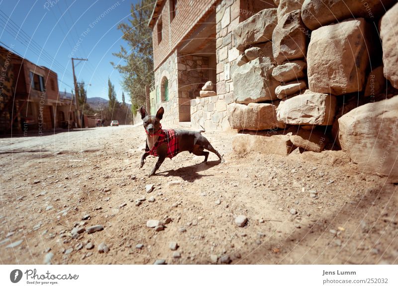 Ren without Stimpy Animal Pet Dog 1 Blue Brown Red Argentina Sweater Curiosity Jump Wall (building) Gravel Gravel road Hot Colour photo Exterior shot Deserted